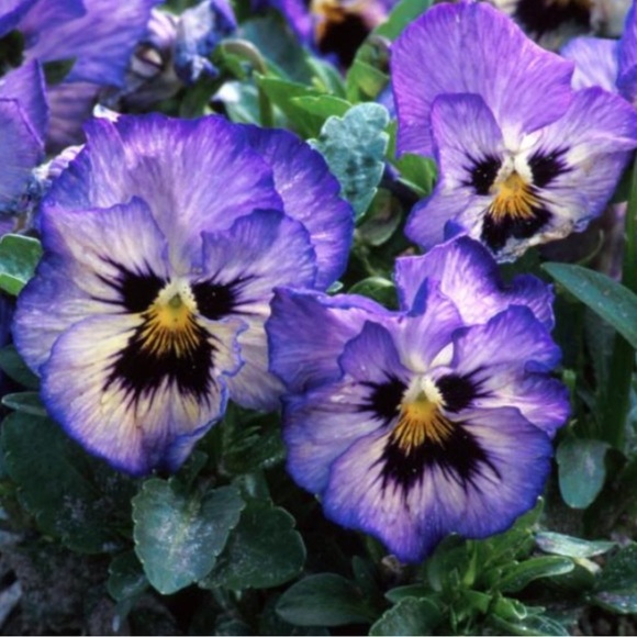 Bundle Discount - Picture 4 of 5